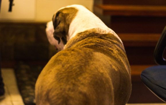 13460840_1050419198360324_969479818_o (1)